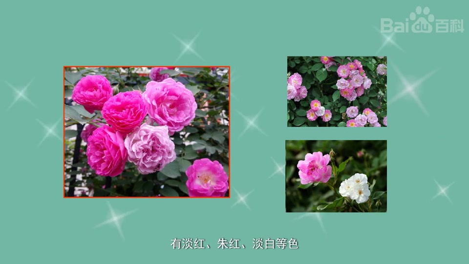 [图]野蔷薇七姐妹
