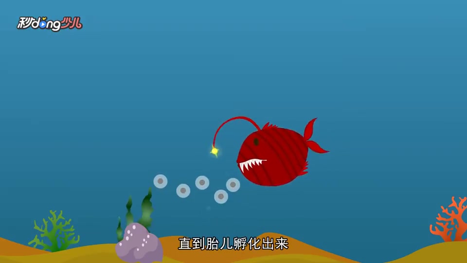 一分钟了解灯笼鱼的有趣繁殖过程