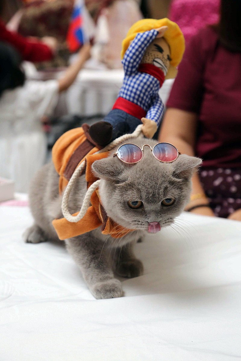 猫咪也会穿搭？双脚站立行走，带你解锁时尚新姿势！