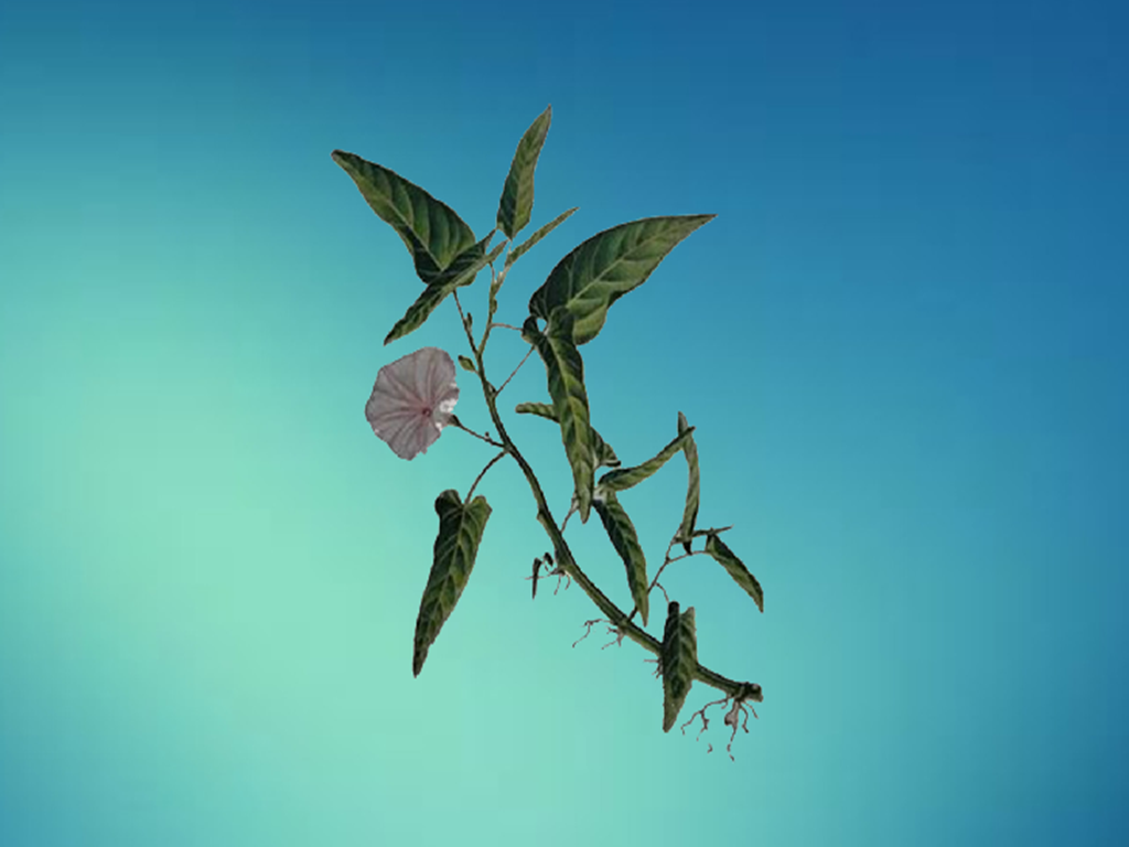 原来酸苔菜长这样