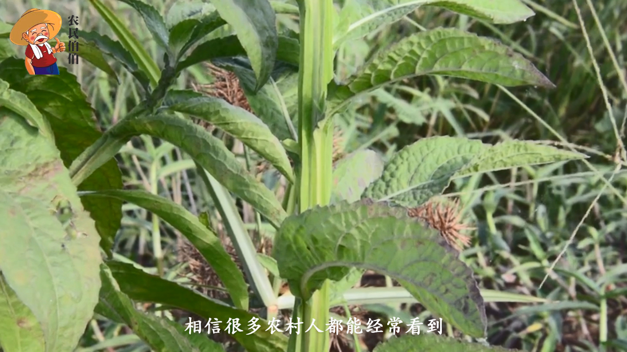 农村随处可见的草药,人称“百草王”过去无人珍惜,药用价值极高