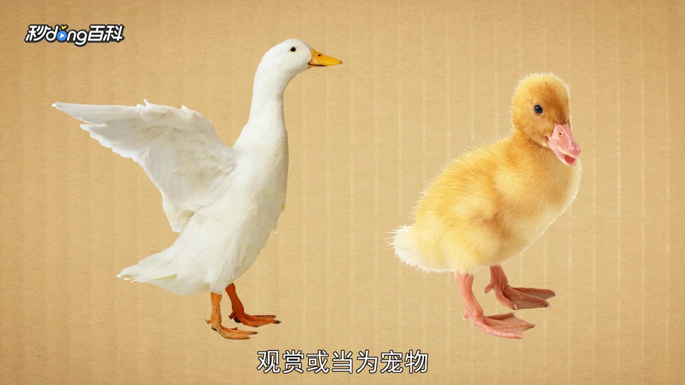 原来家鸭长这样