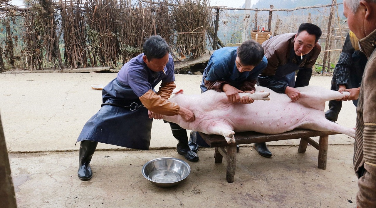 为何人吃猫肉狗肉会有罪恶感,吃猪肉却没有?看完你就明白了
