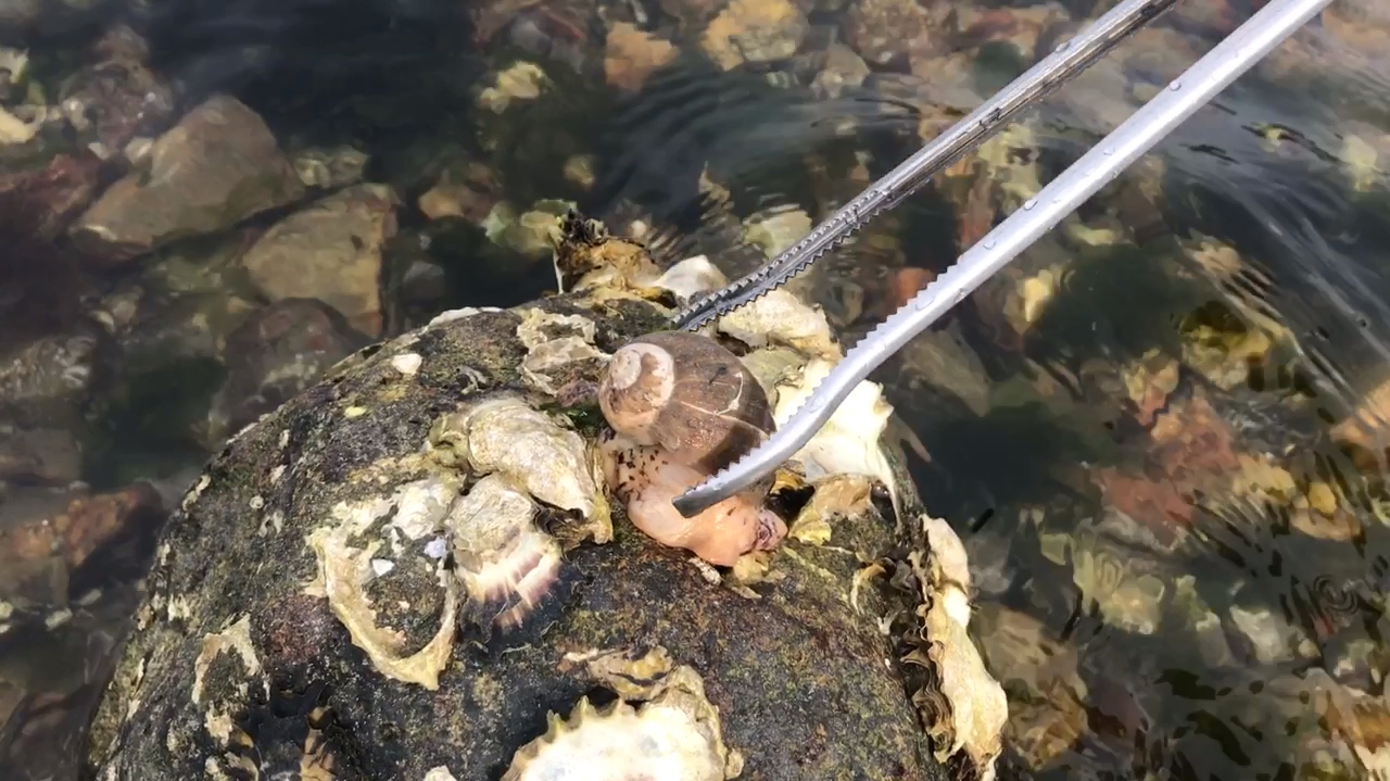 假鲍鱼又名珍珠鲍,来看我发现了多少!