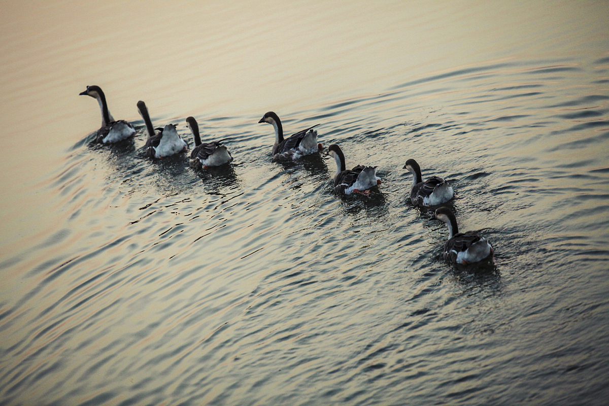 红树林：海岸的最佳卫士，保护海岸线，净化海水