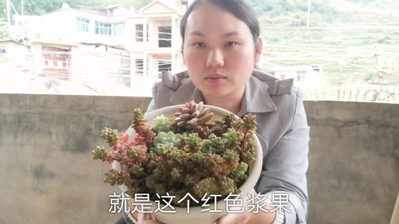 多肉徒长怎么办,今天教你一招,让你一盆变多盆