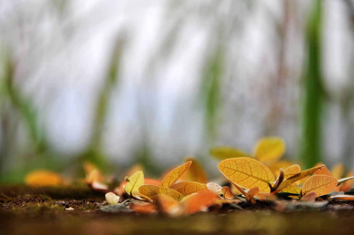 一篇800字描写春天的作文