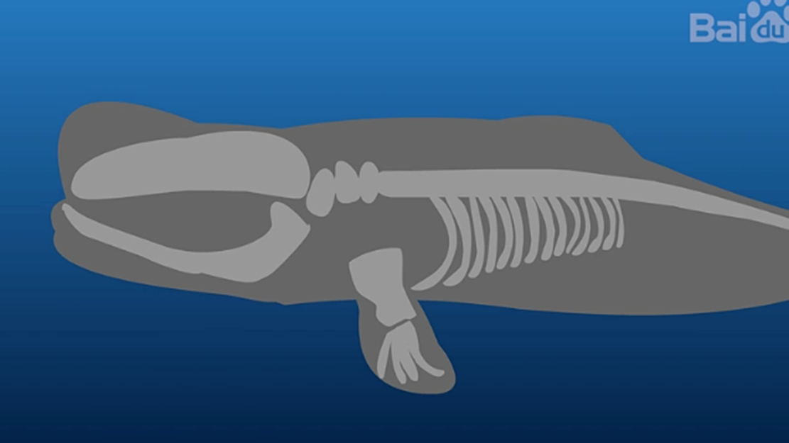 [图]为什么把白鲸叫做“老寿星”?