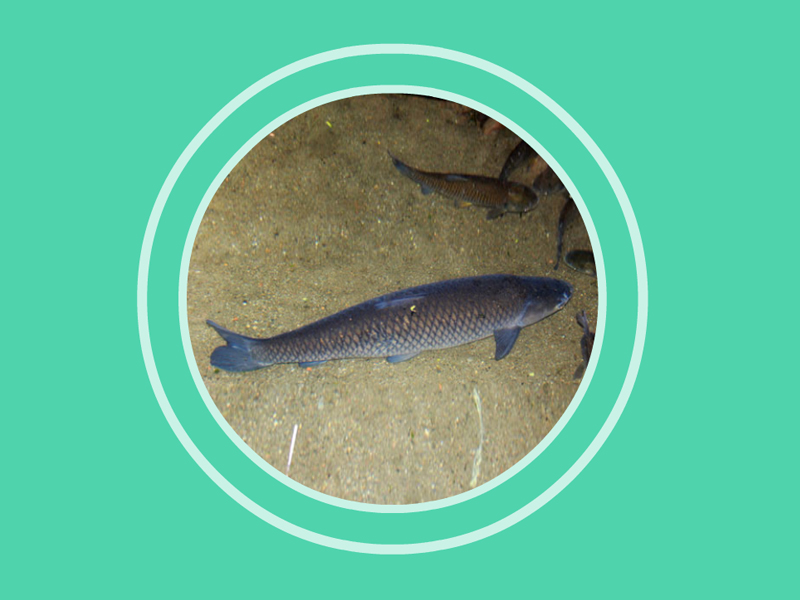 泉水鱼:属鲤形目,鲤科,野鲮亚科,泉水鱼属的一种鱼类