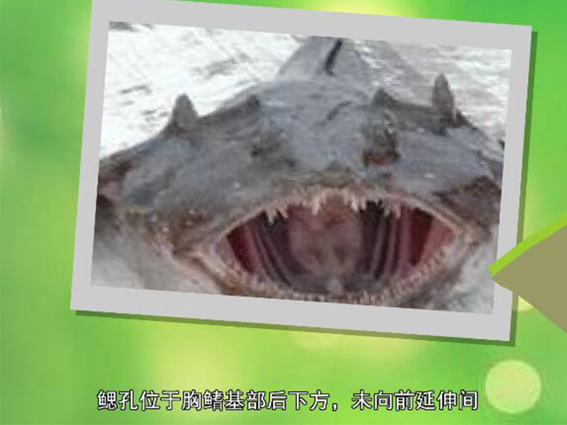 黑鮟鱇:黑鮟鱇属的一中鱼类