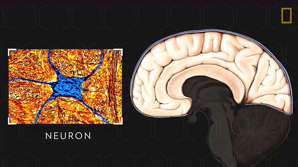 [图]3分钟带你了解我们的大脑