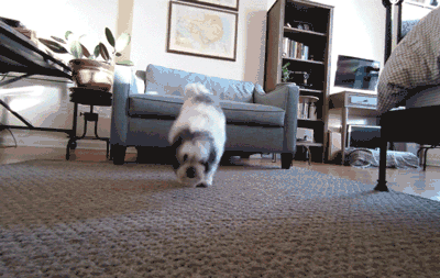 業界 ｜ 谷歌智能攝像頭Clips開賣啦！能識別寵物動作生成小視頻