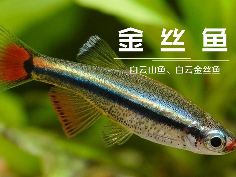 金丝鱼:属于鲤科唐鱼属