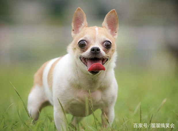 吉娃娃是目前人们所知道最古老的犬种之一,原产于美洲,和墨西哥的古老文明有深厚而密切的关系。 吉娃娃属小型犬种里最小型,优雅,警惕,动作迅速,以匀称的体格和娇小的体型广受人们的喜爱。 它们是相当受欢迎的狗狗,功用也相当广泛-它们可以是宗教的守护者,也是平民的好伴侣,上至贵族下至百姓,不分等级不分贵贱,吉娃娃是大家的好朋友。 吉娃娃犬,不仅是可爱的小型宠物犬,同时也具备大型犬的狩猎与防范本能。 吉娃娃运动量也不多,不用经常花费时间带它出去玩,对其他狗也不胆怯,对待主人极有独占心。 传统纯正的吉娃娃