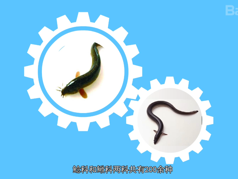 淡水鱼:脊椎动物中种类最多的一大类