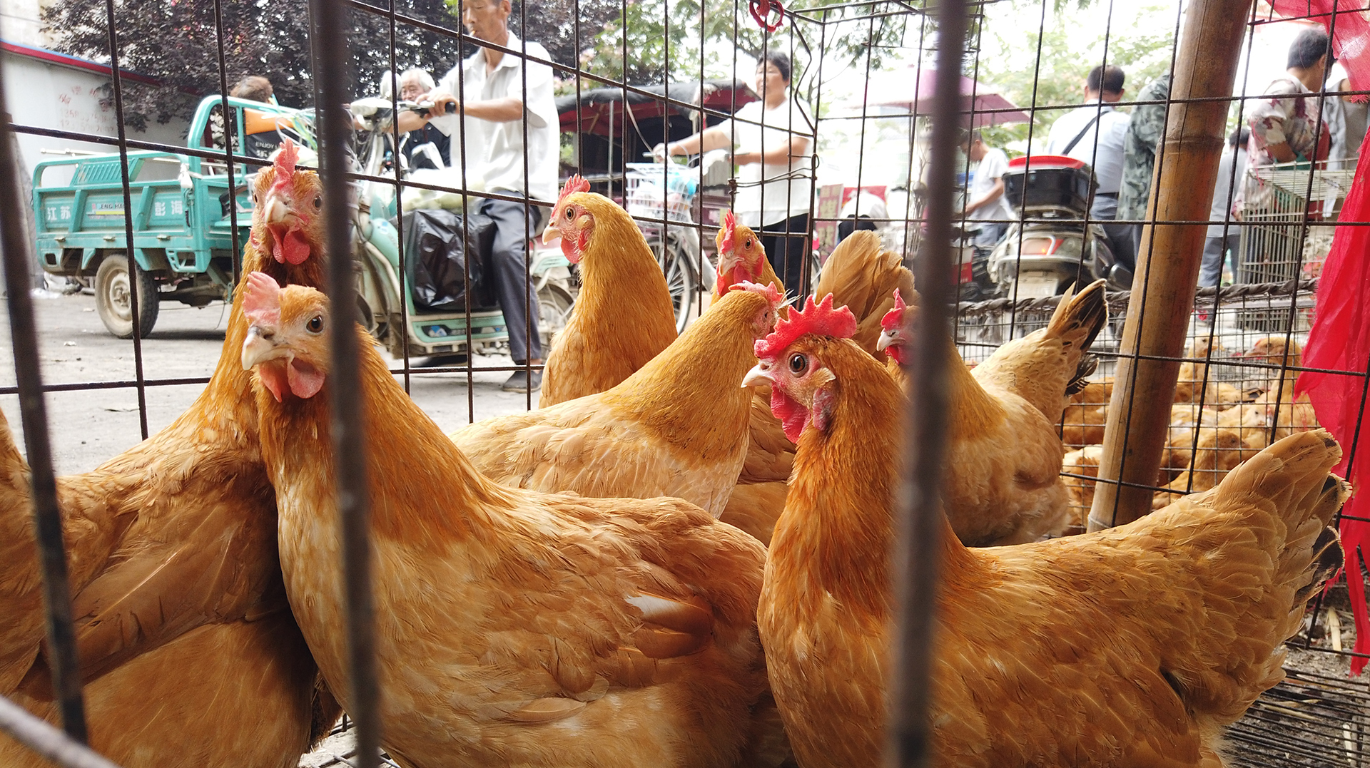 山东农村集市,下蛋土鸡真便宜,卖多少钱一斤?