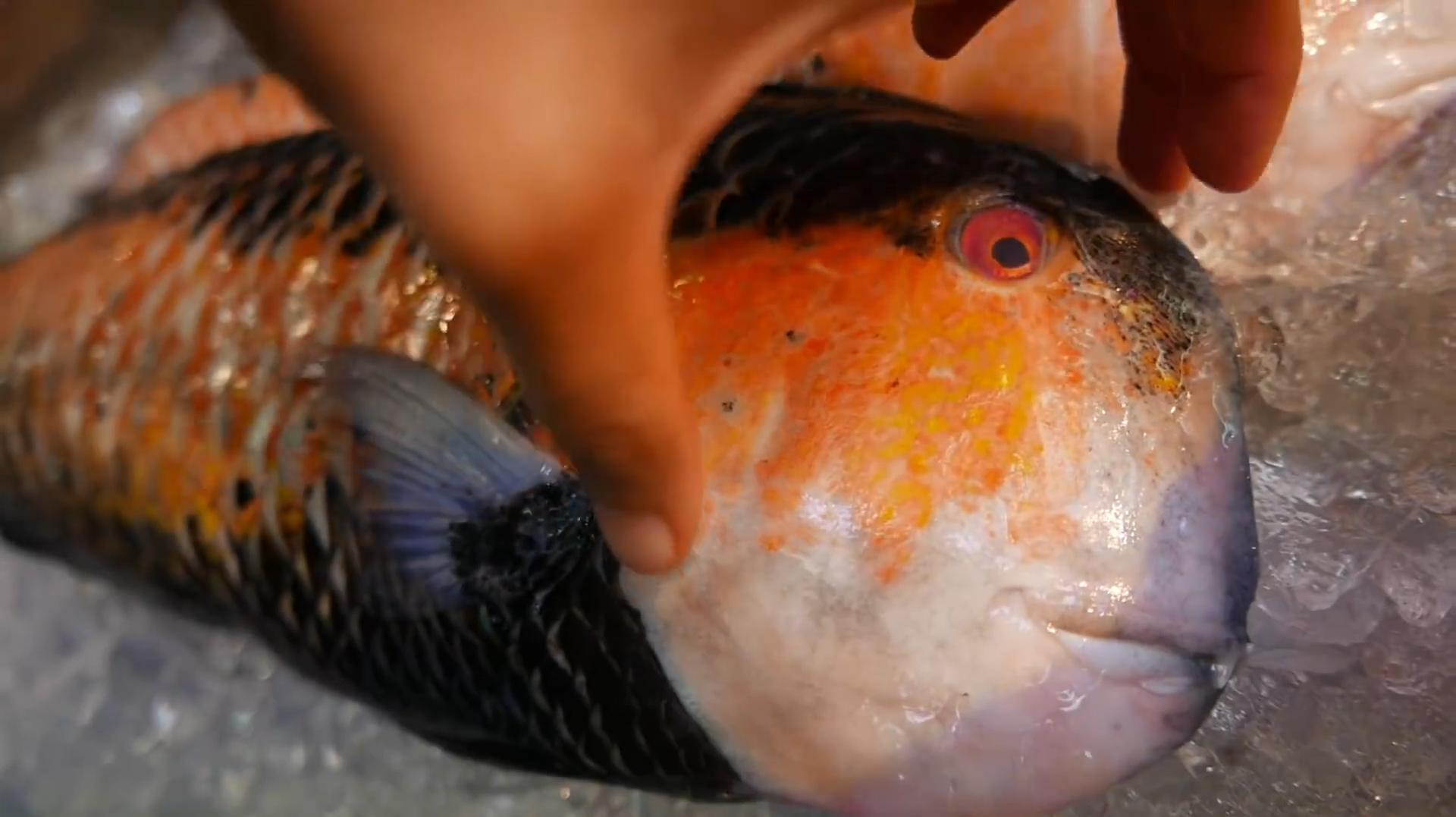 刀鱼的滋味你和猫都想了解么?野生刀鱼贵到你根本没法了解