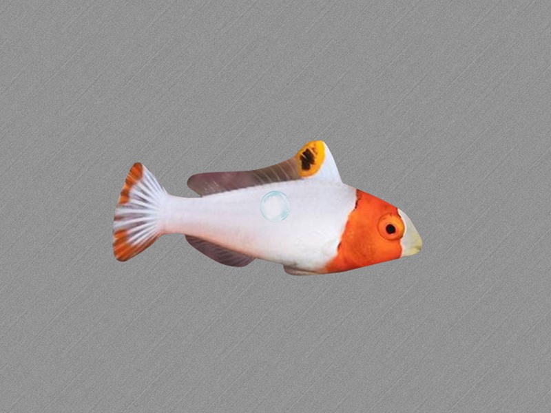 白鹦哥:又称白鹦哥,青鹦哥鱼