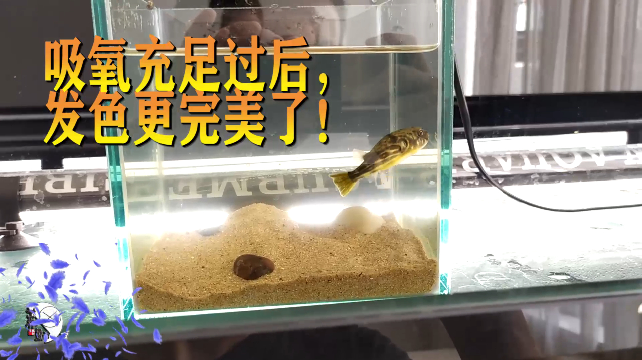 观赏鱼缺氧会有这种症状,如果没重视,过一晚就可能在鱼缸里死掉