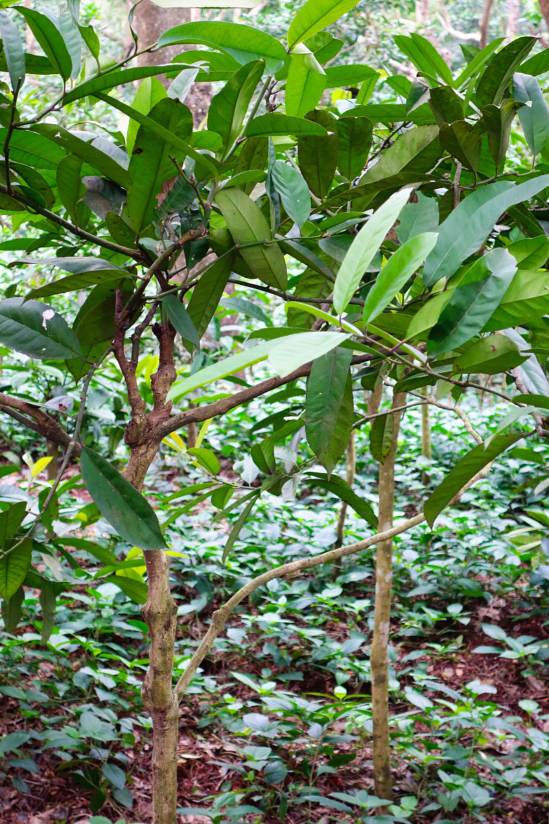 2013-12-20,海南兴隆:热带植物园***_***海南兴隆热带植物园,苦丁茶冬
