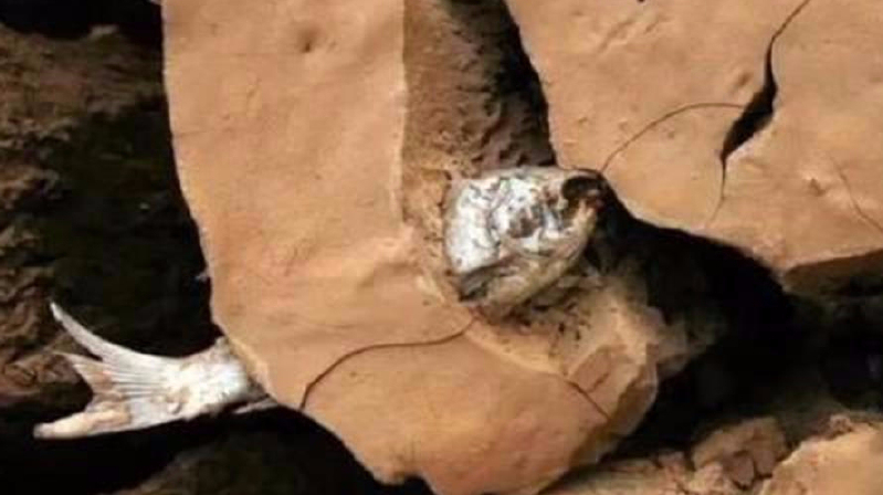 你见过这种鱼吗?在土里4年不吃不喝,一放水里就活蹦乱跳?