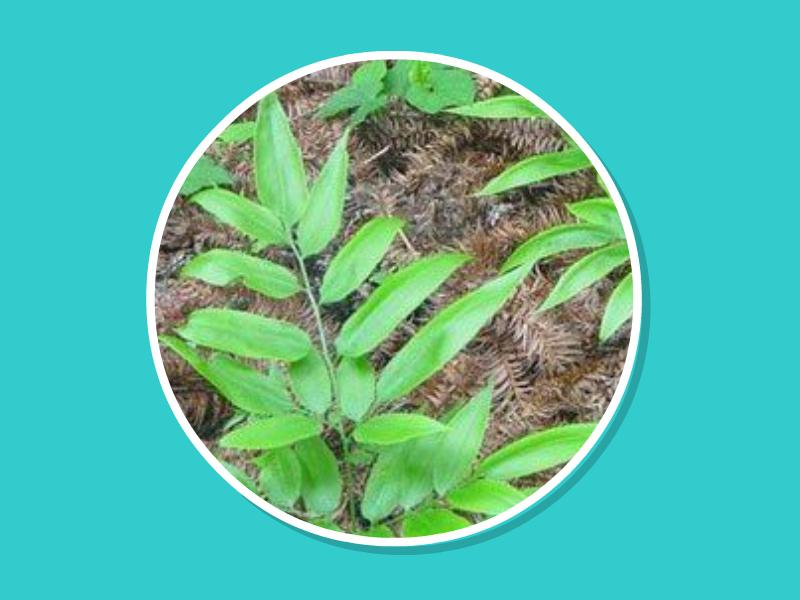 原来凤丫草长这样