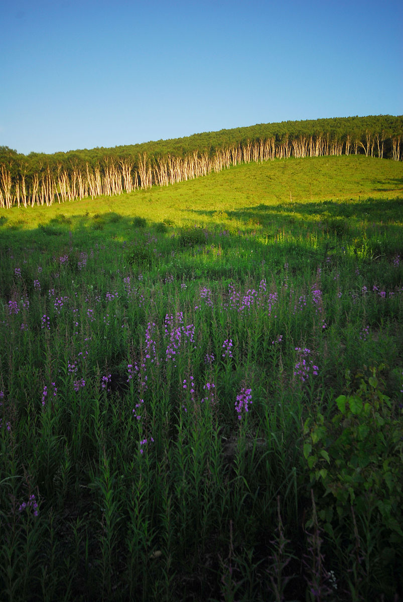 呼和浩特及周边植物资源: 草原、森林与荒漠的绿色宝库