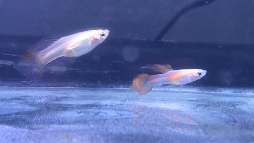特别的孔雀鱼 红珊瑚茅尾孔雀鱼