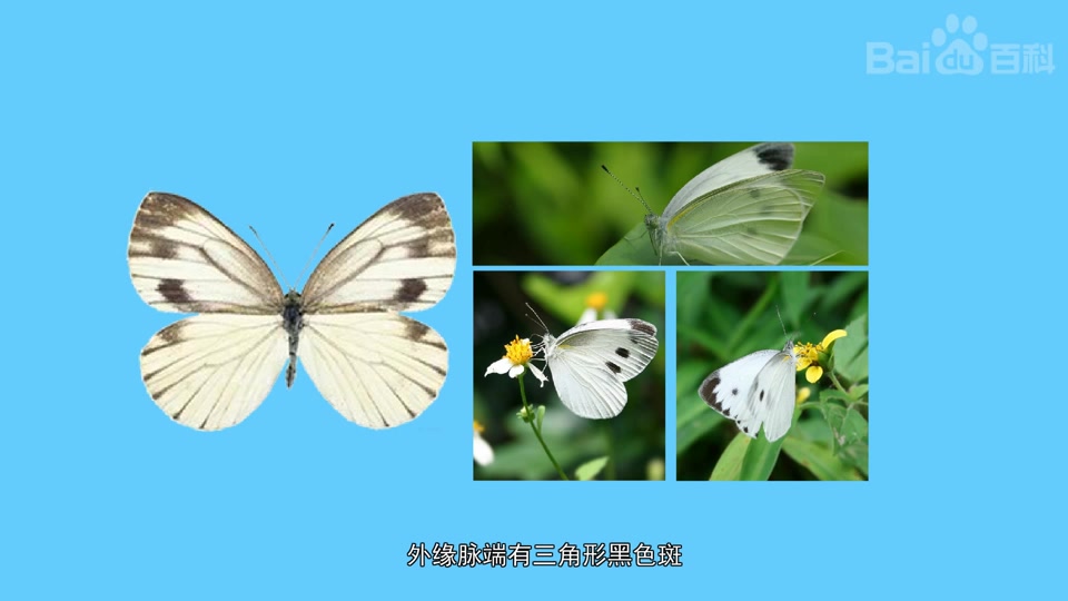 东方菜粉蝶