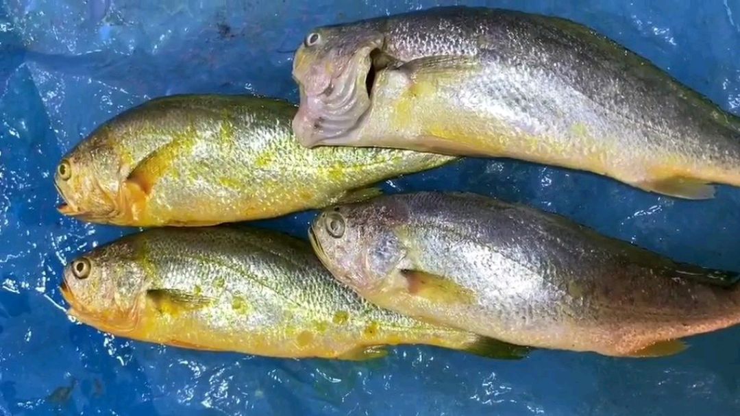 爱吃鱼的注意了,这种鱼白给都不要,买鱼的时候要看清楚了!