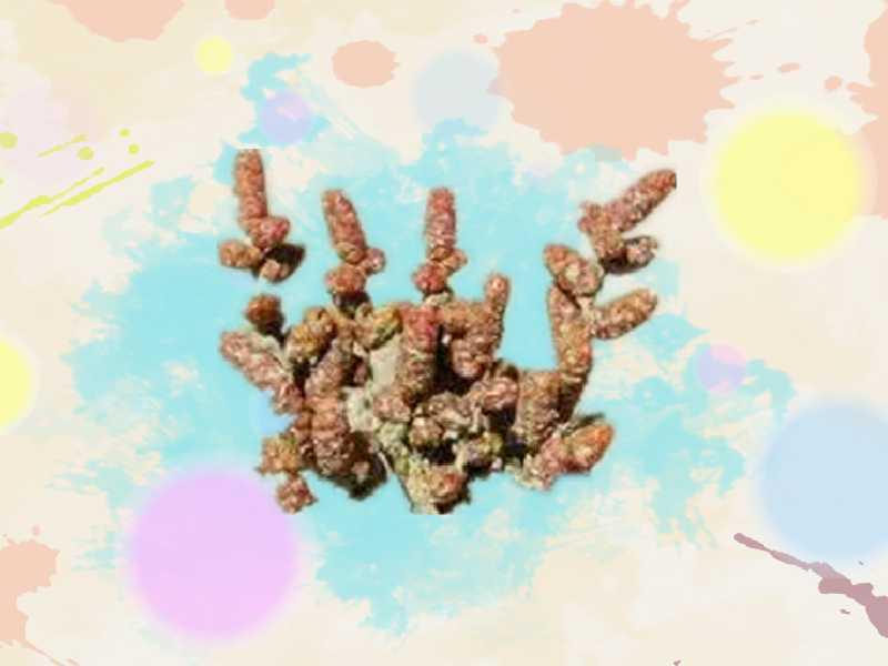 原来盐千屈菜长这样