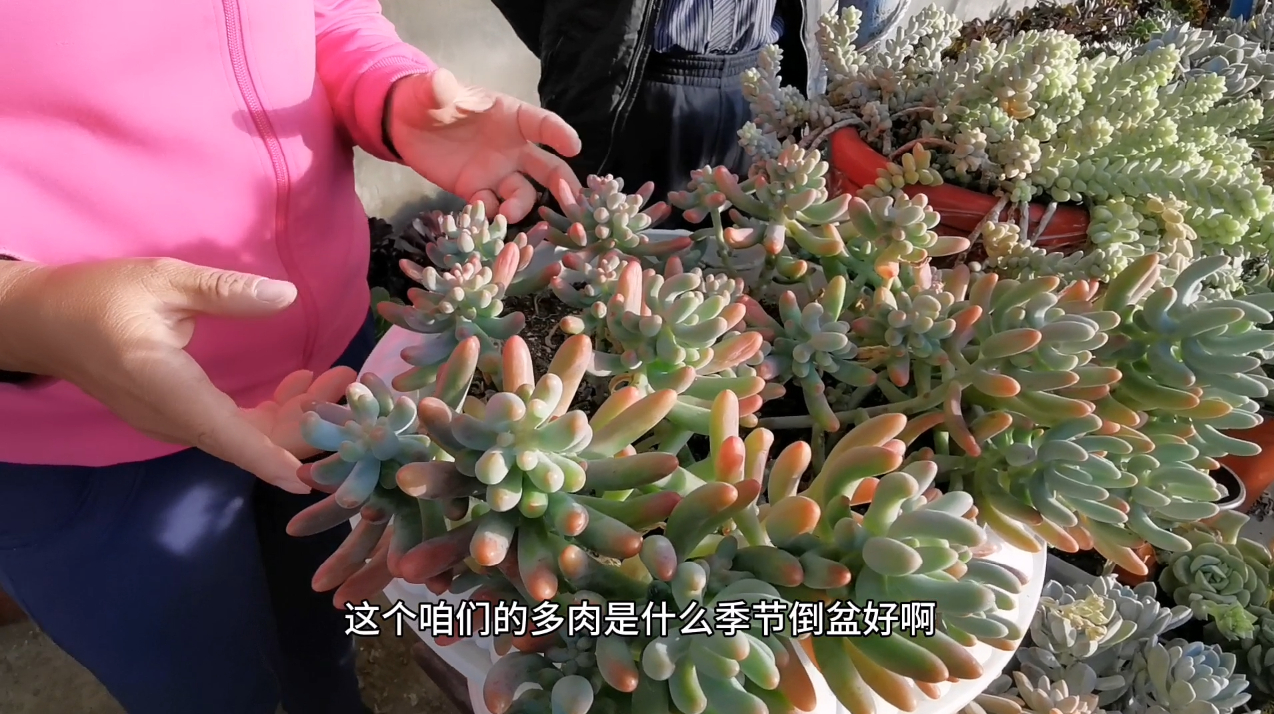你知道多肉植物,移栽 换盆 繁殖 最佳时间吗?