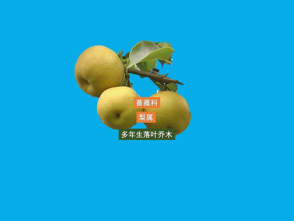 砂梨:多年生高大乔木果树,属蔷薇科梨属植物