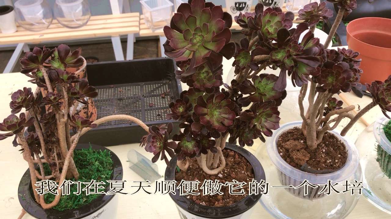 水培多肉第7期:法师夏天休眠了?不服盆?水培说不定有奇迹哦!