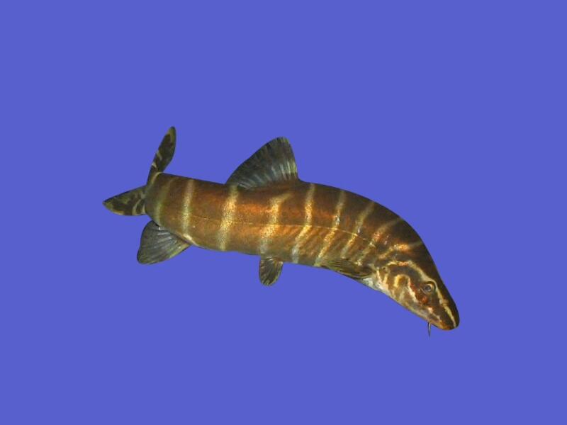 中华沙鳅:肛门靠近臀鳍起点。尾柄较低