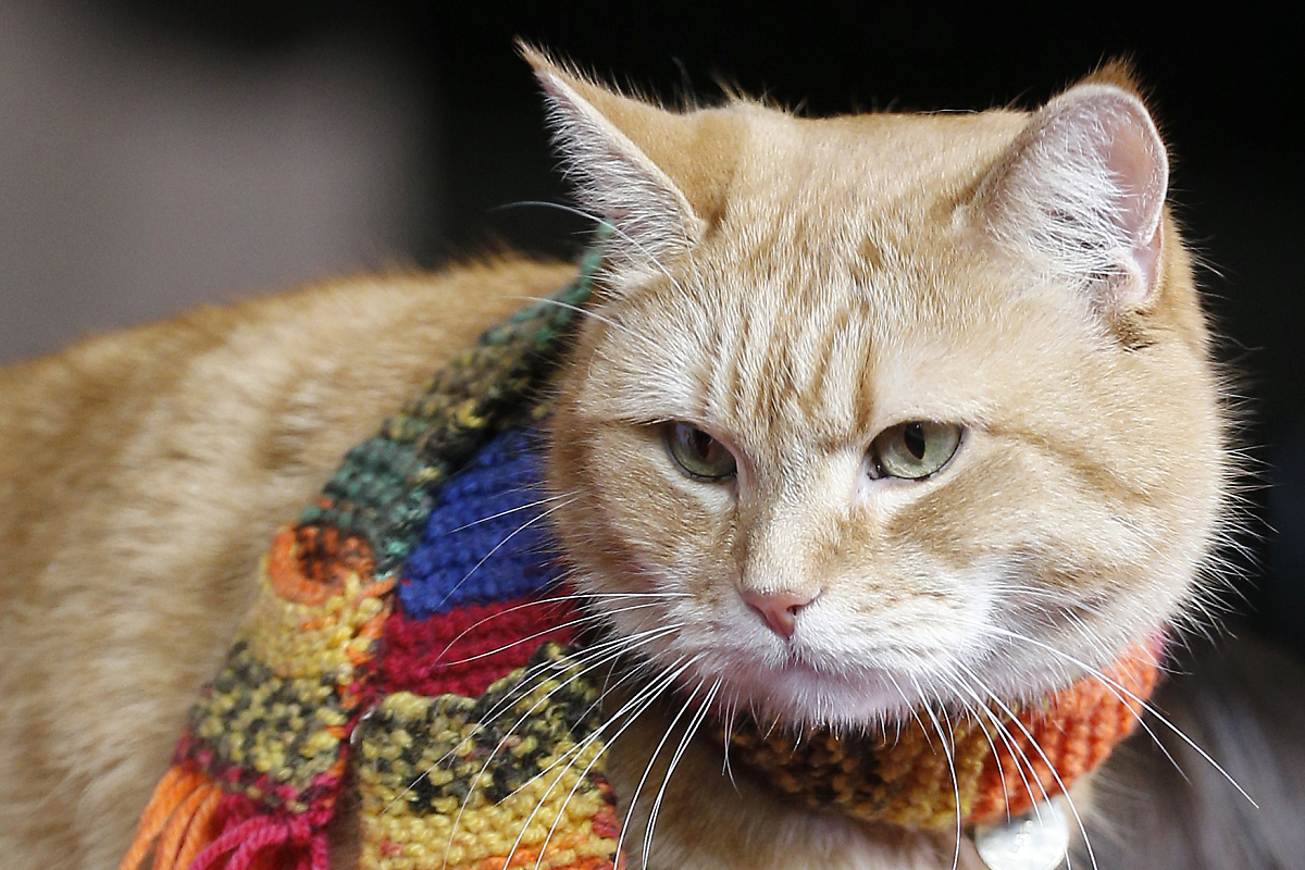 仿写猫的小练笔：300字描写一只可爱的小猫