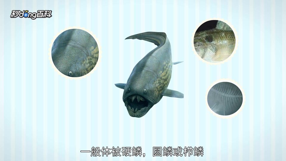 原来硬骨鱼类长这样