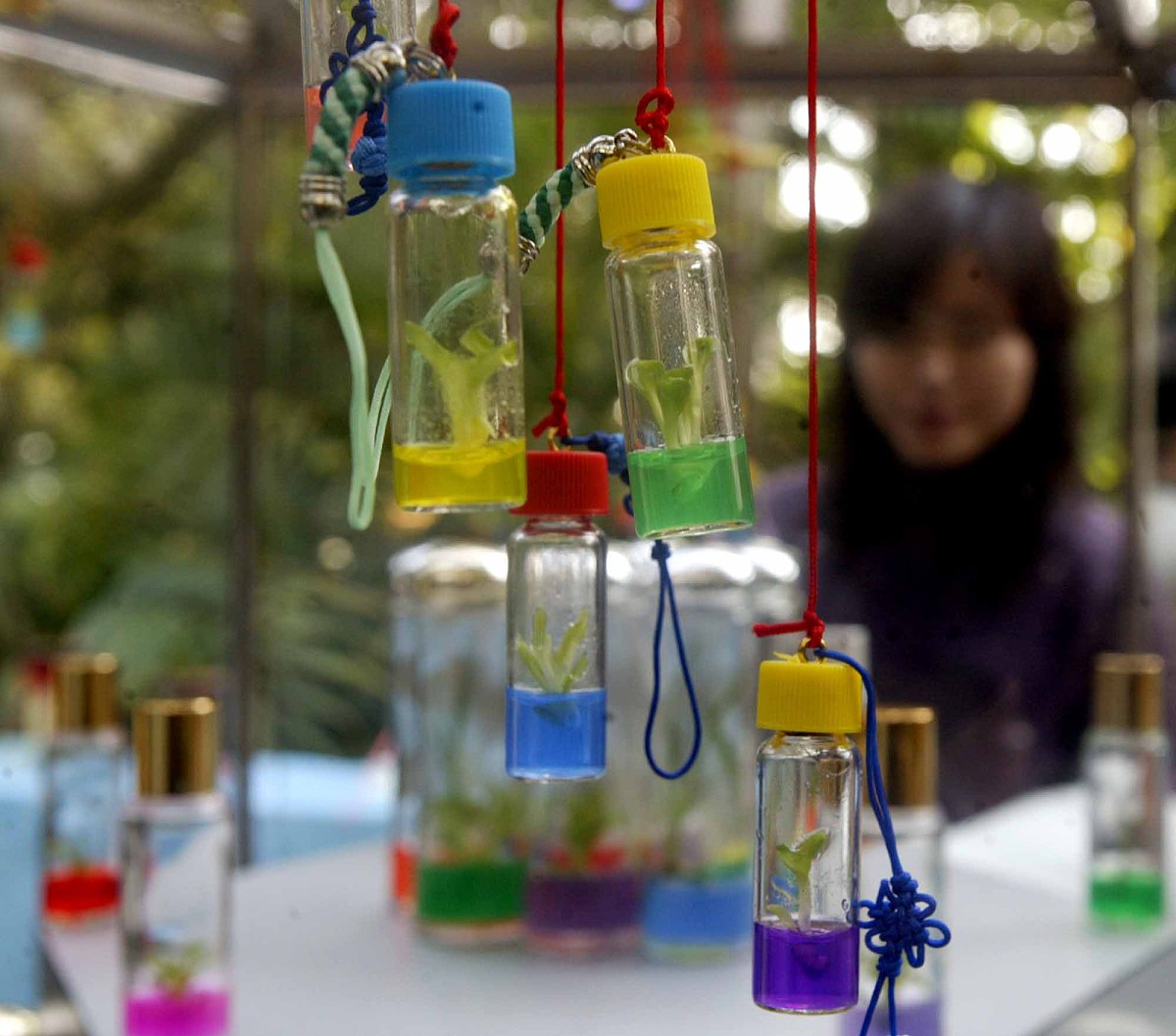 植物组培培养基制作：材料用量、配方和方法