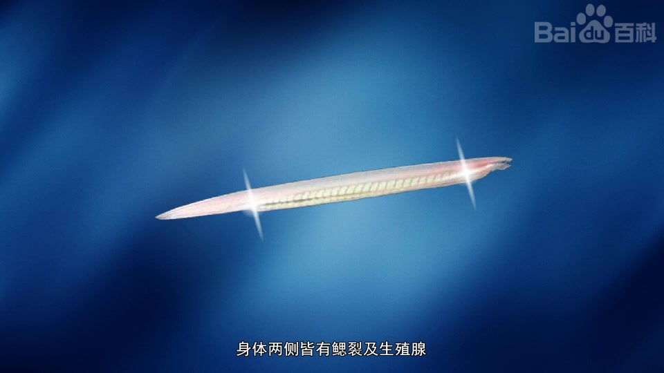 白氏鳃口文昌鱼