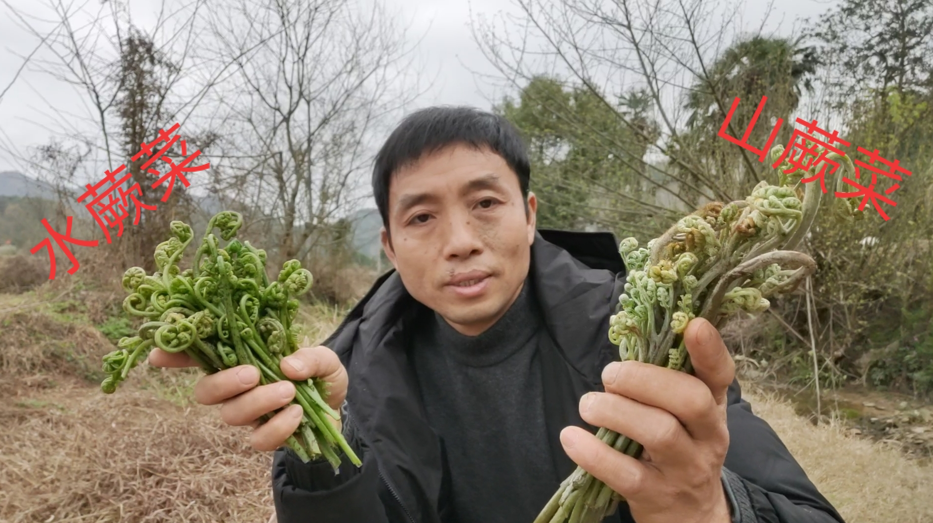 山蕨菜和水蕨菜哪种可以吃?大叔采回来炒腊肉,出锅看饿了