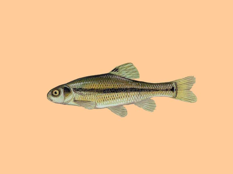 原来米诺鱼长这样