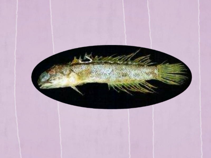 原来这就是沈氏艾棘鱼