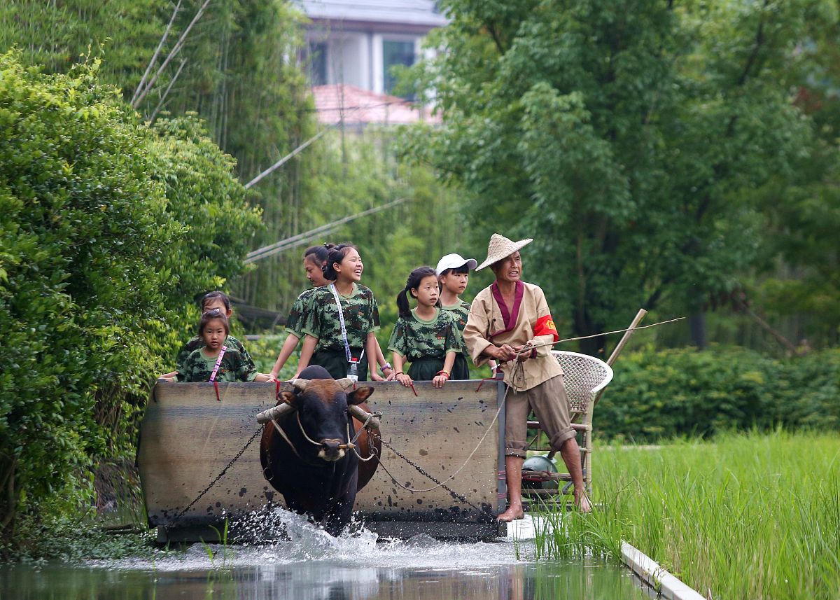 乡村夏天的美丽画卷 - 小学作文