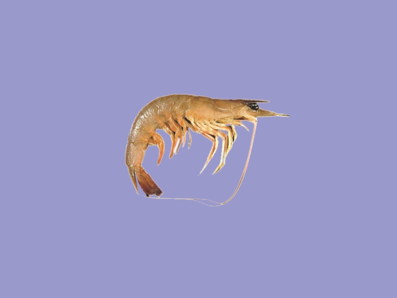 渤海对虾:体长大而侧扁,甲壳薄,光滑透明