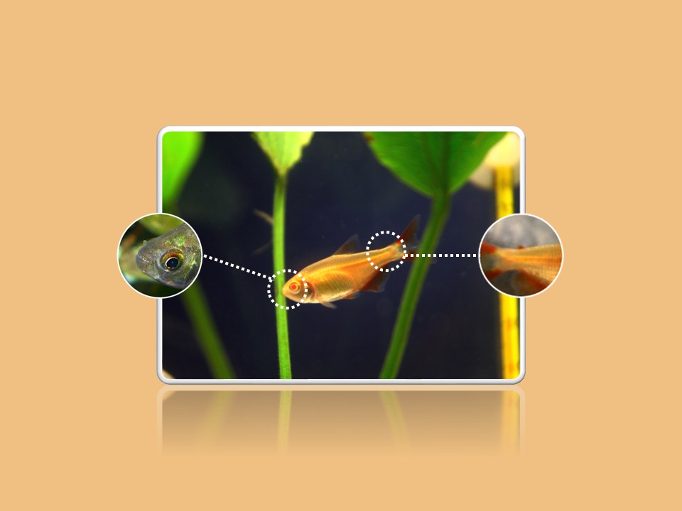 红十字鱼:红十字鱼,属于脂鲤科,为小型观赏鱼中比较常见的一种