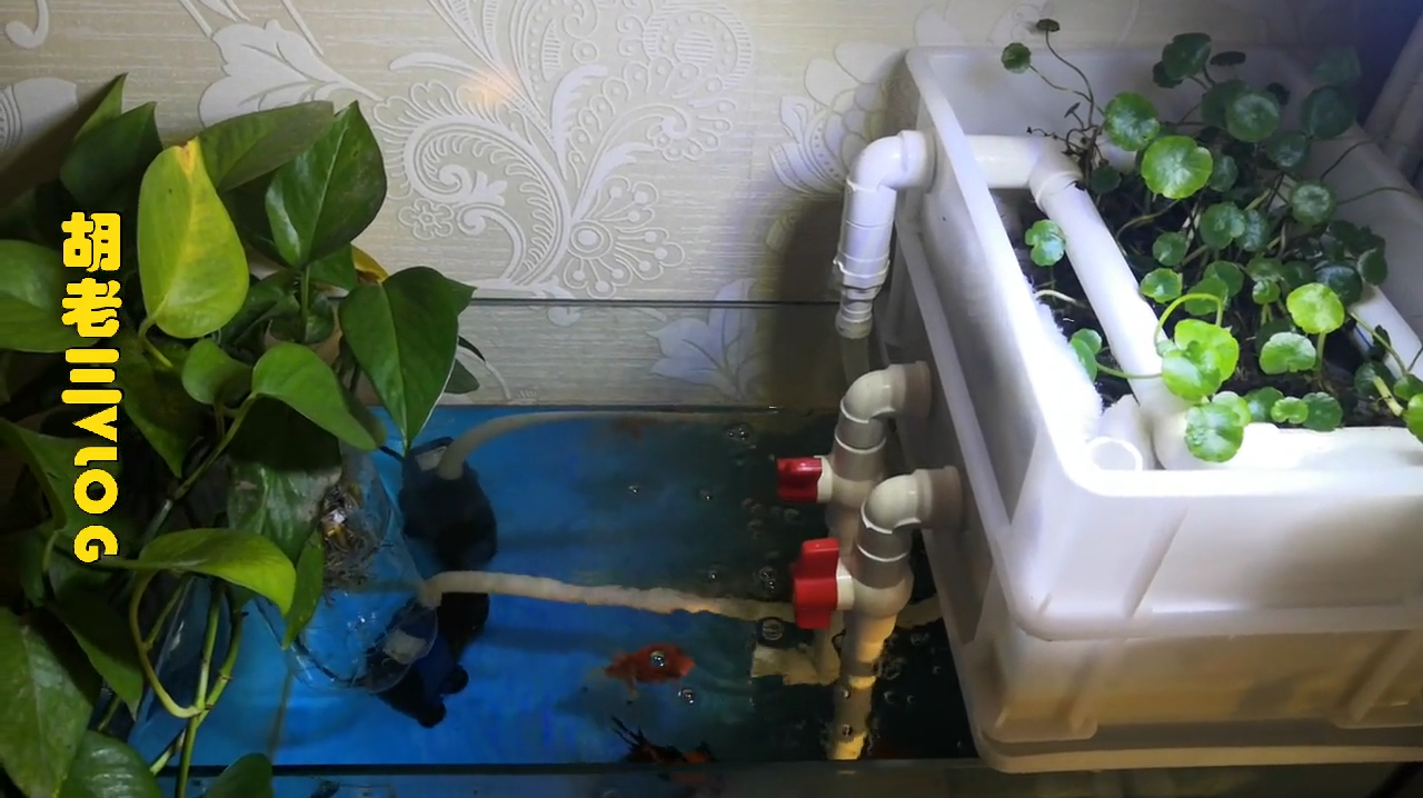 想在鱼缸里水培绿萝,害怕金鱼咬根系怎么办,老三教你一招搞定
