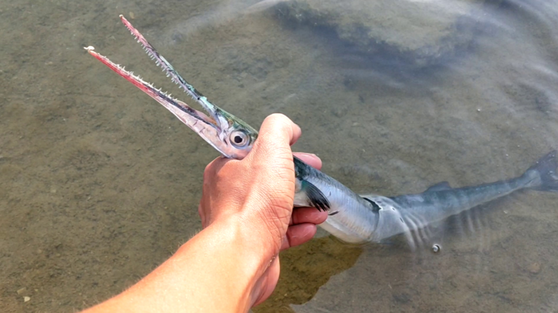 老黄今天赶海发现带翅膀的大鱼,还连捡两条大八爪鱼,今天丰富了