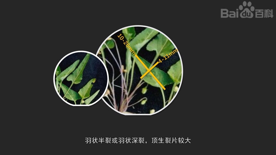 阿尔泰堇菜