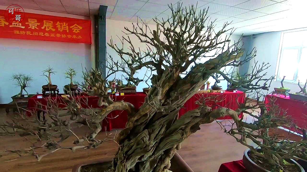 [图]花卉市场的小型迎春花展，看看这些迎春花怎么样？