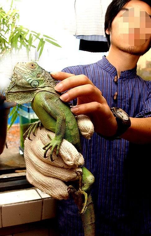 小乌龟：一只可爱的爬行动物